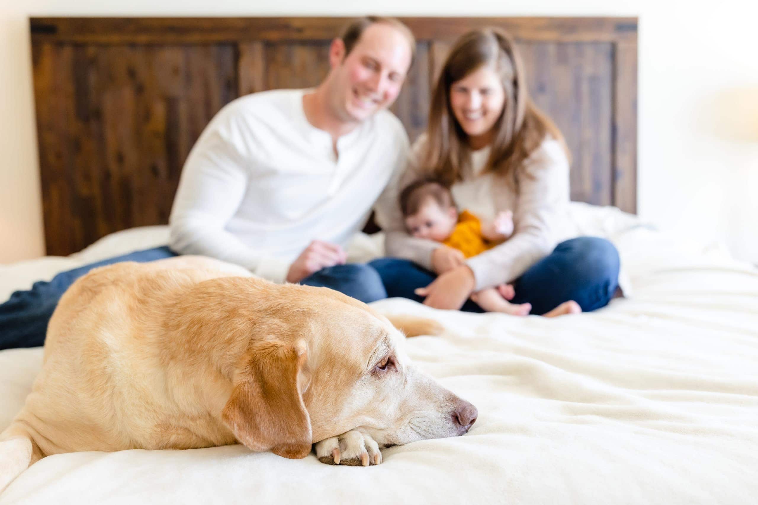 Image features up close details of a family's golden retriever sitting on the edge of the bed in front of the family. The family is cuddled up on the bed behind the dog, out of focus in the background. They are posing for their family in-home newborn lifestyle photo shoot.