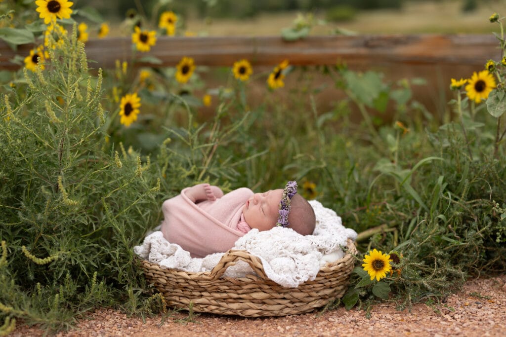 Baby girl in basket asleep in a field of sunflowers in Ute Valley Park, Colorado